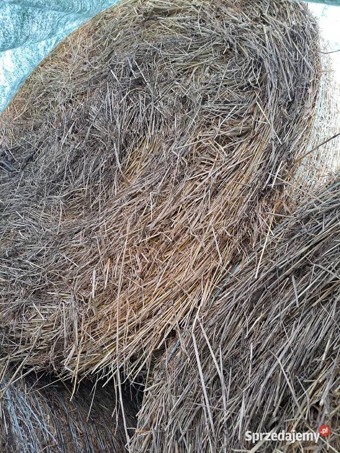 Siano Bochnia sprzedam