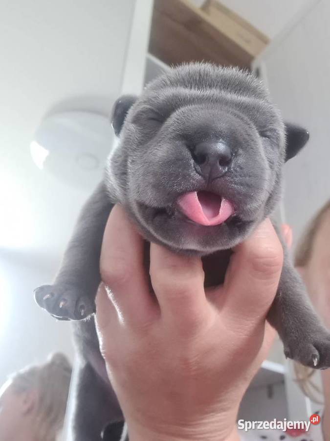 American Bully Pocket Abkc Psy Okonek sprzedam