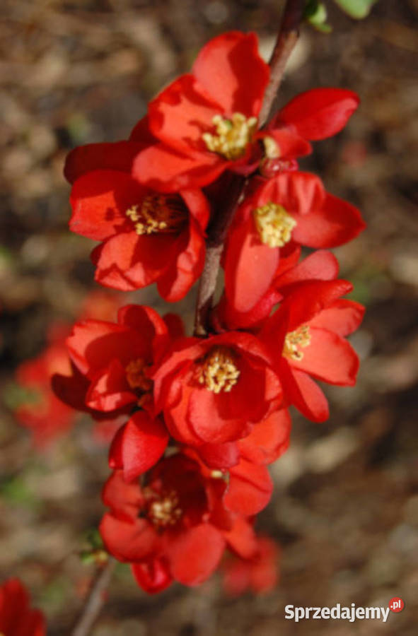 PIGWOWIEC JAPOŃSKI Chaenomeles japonica NASIONA Nasiona kujawsko-pomorskie Lubanie