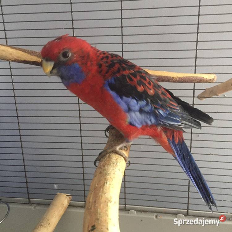 Papuga Rozella Królewska samica z 2017 Bielsko-Biała