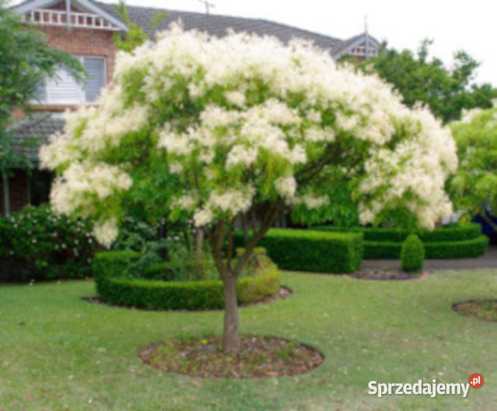 JESION MANNOWY Fraxinus sadzonki 100 w Ustronie sprzedam