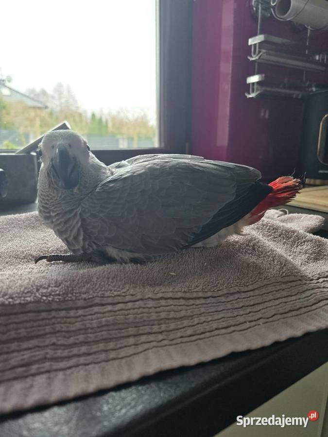 Żako kongijskie ręcznie karmione Pturek