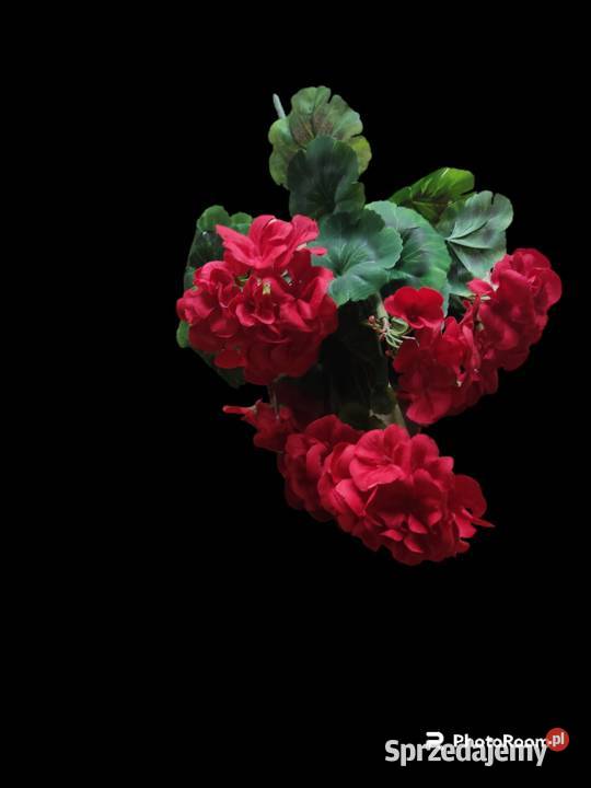 Pelargonie sztuczne żywe sprzedam