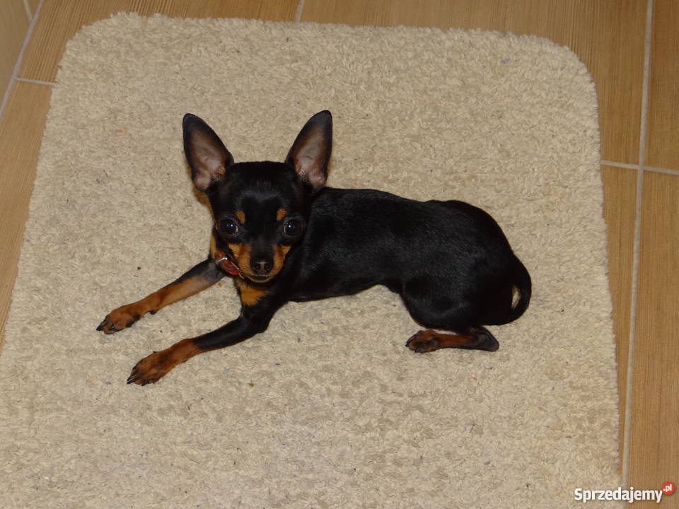 Ratlerekratlerki pinczer pinczerek krycie Wierzbica