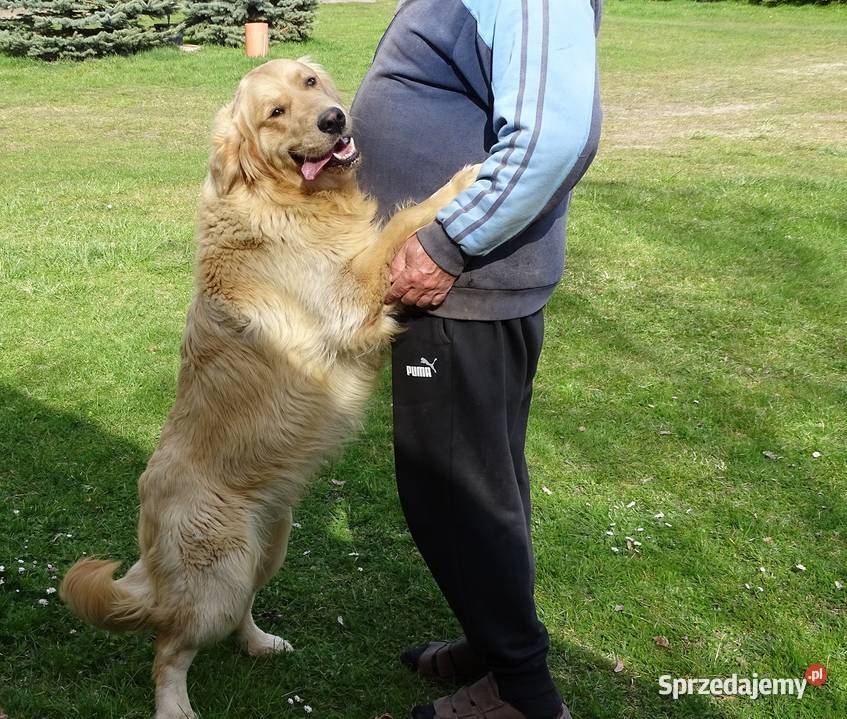 Golden retriever 11 miesięczny mazowieckie Przysucha