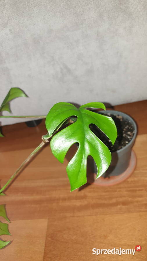 Monstera Minima Rhaphidophora tetrasperma Zielone Warszawa