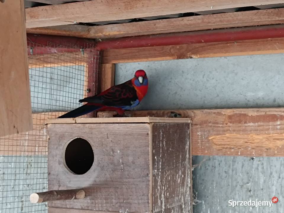 Papuga rozella królewska samica