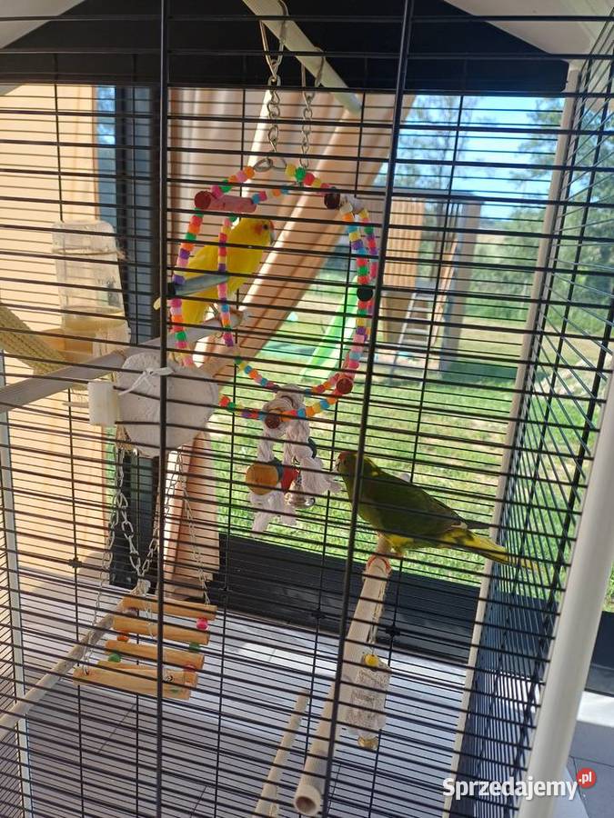 Sprzedam klatkę z papugami podkarpackie Dynów