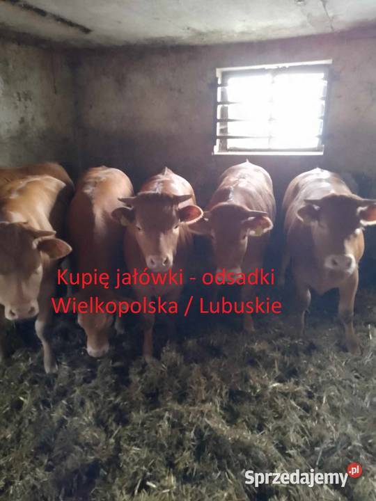 Jałówki LM 6limousine odsadki odsady Sieraków sprzedam