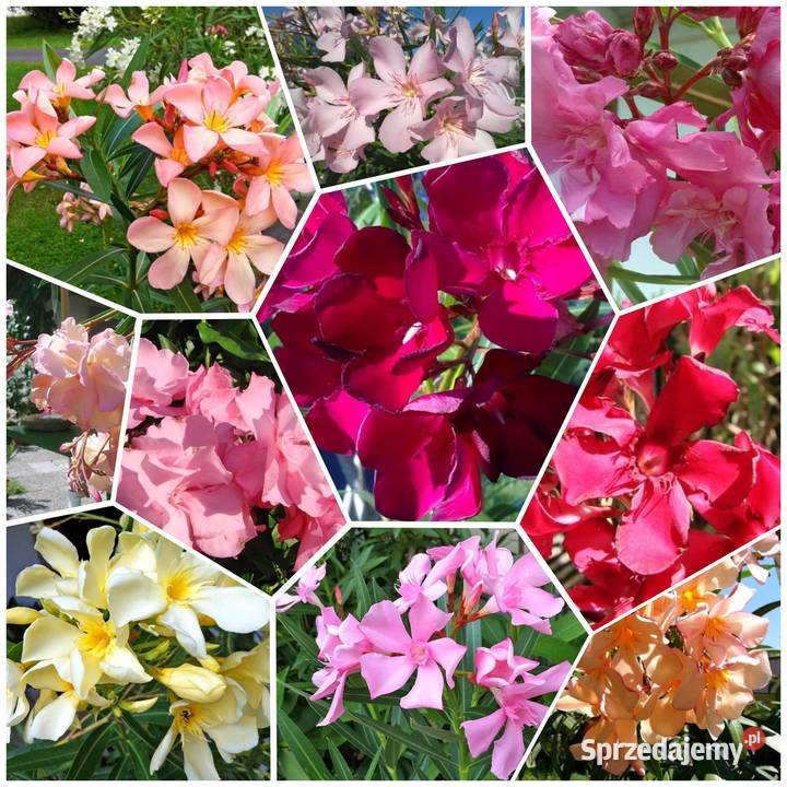 Szczepki okeander powinny zakwitnąć 2021 roku