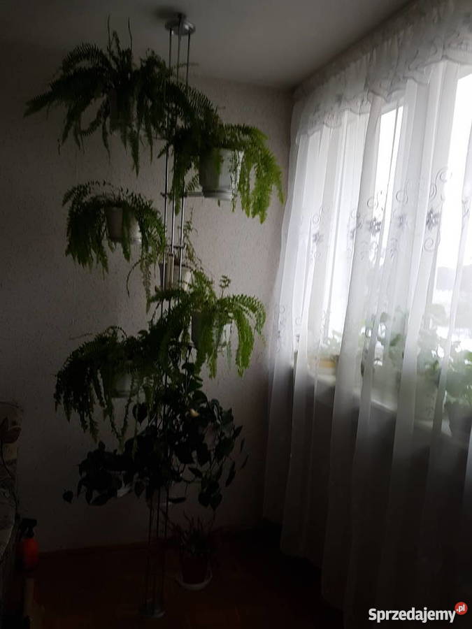 Sprzedam kwietnik dolnośląskie Legnica sprzedam