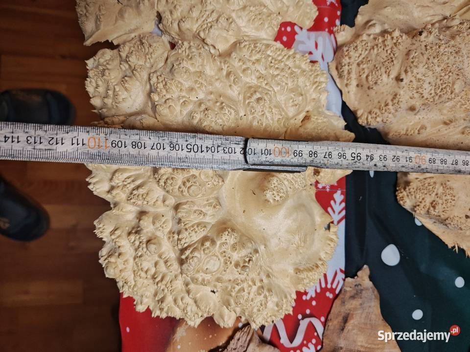 Topola Czeczota Dom i Ogród Nowy Tomyśl