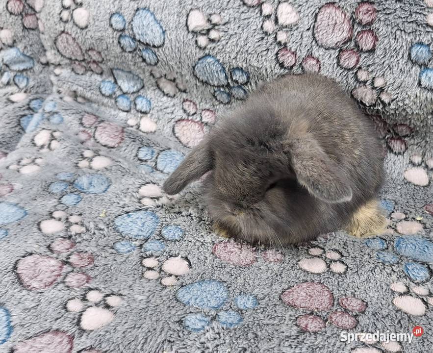 Króliczki Baranki Mini Lopki samczyki Wołomin