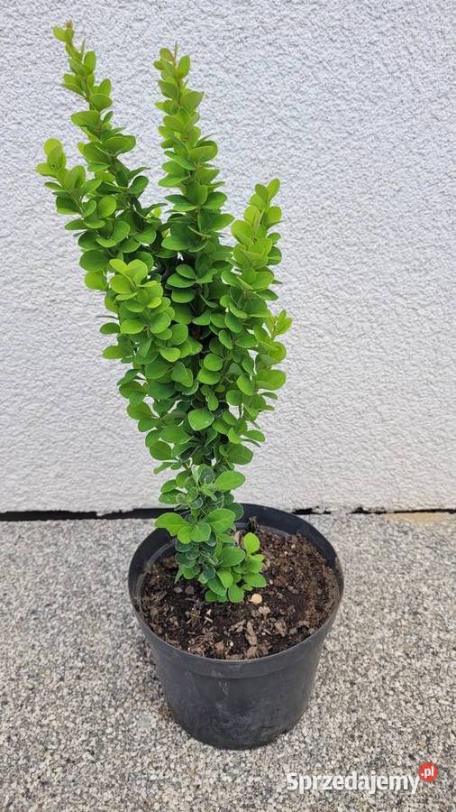 Berberys Thunberga Erecta Pogorzela