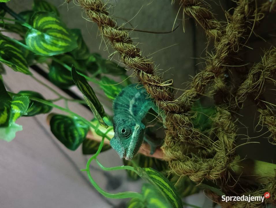 Kameleon Lamparci samce i samice Jawor