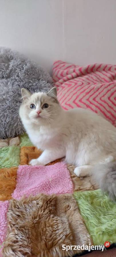 Kotka ragdoll blue lynx bikolor Wrocław