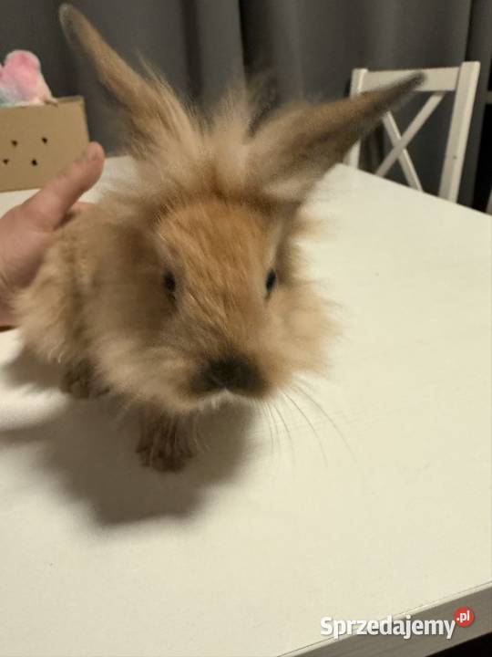Króliczki miniaturki Wadowice