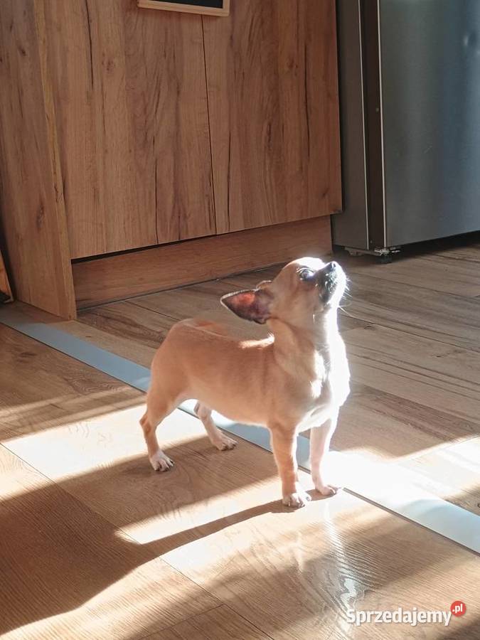 Chihuahua maleńka XXS Radomsko