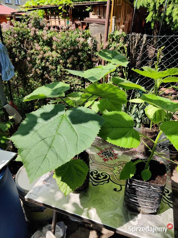 Sprzedam Paulownia Puszysta Rośliny Tczew sprzedam