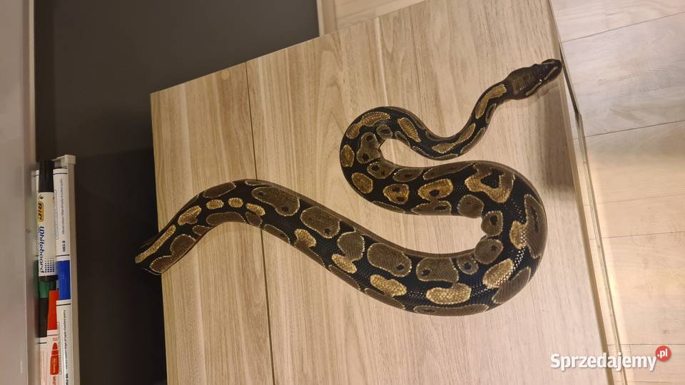 Pyton królewski terrarium