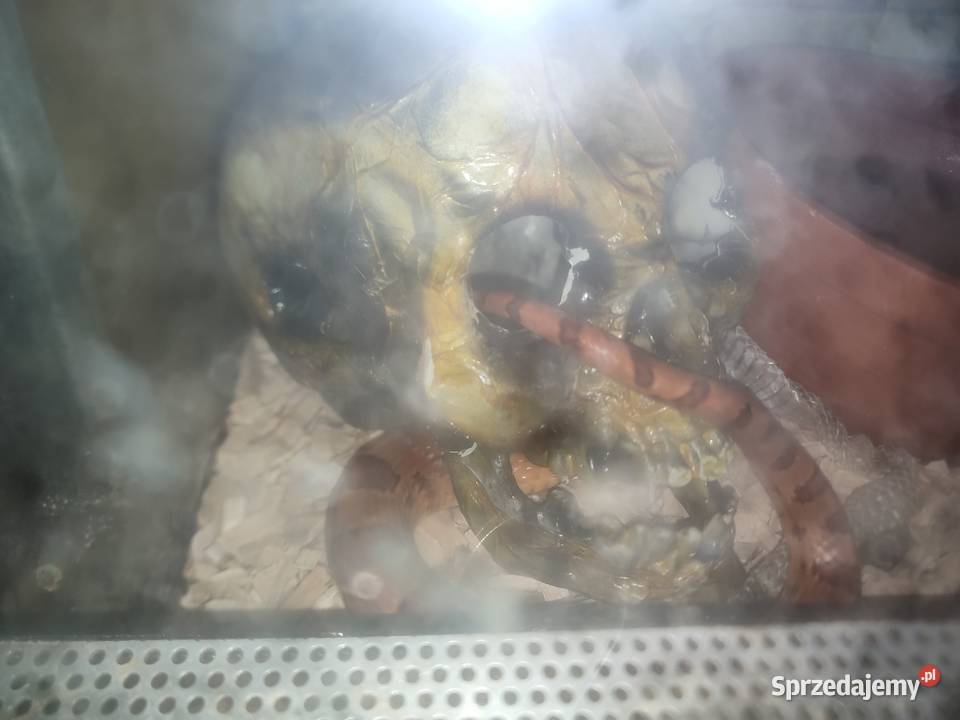 Wąż zbożowy pomarańczowy tanio Puławy sprzedam