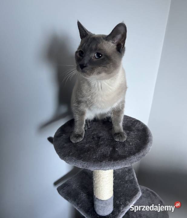 Kociaki Syjamskie do rezerwacji Lipno