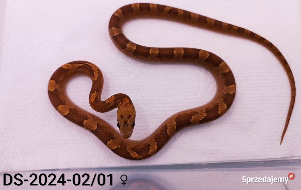 Węże zbożowe Bloodred 66het Amel Hypo