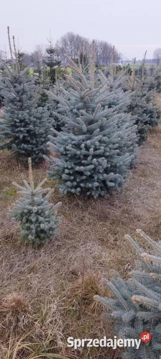 Choinki świeże z własnej plantacji Pułtusk