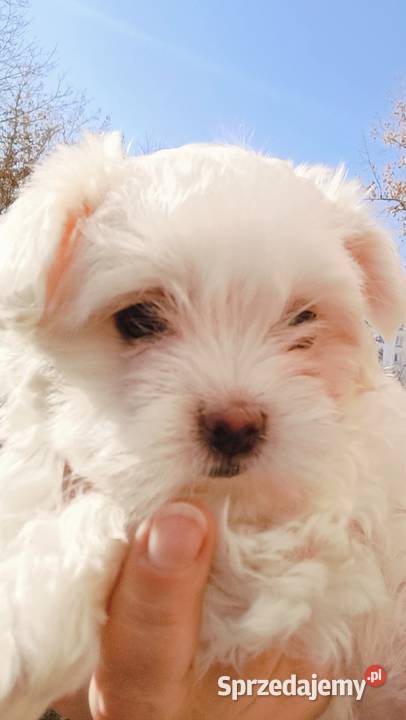 Maltańczykśliczna malutka sunia Warszawa