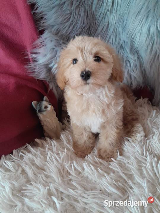 Maltipoo piesek mama maltańczyk tata pudel toy Busko-Zdrój