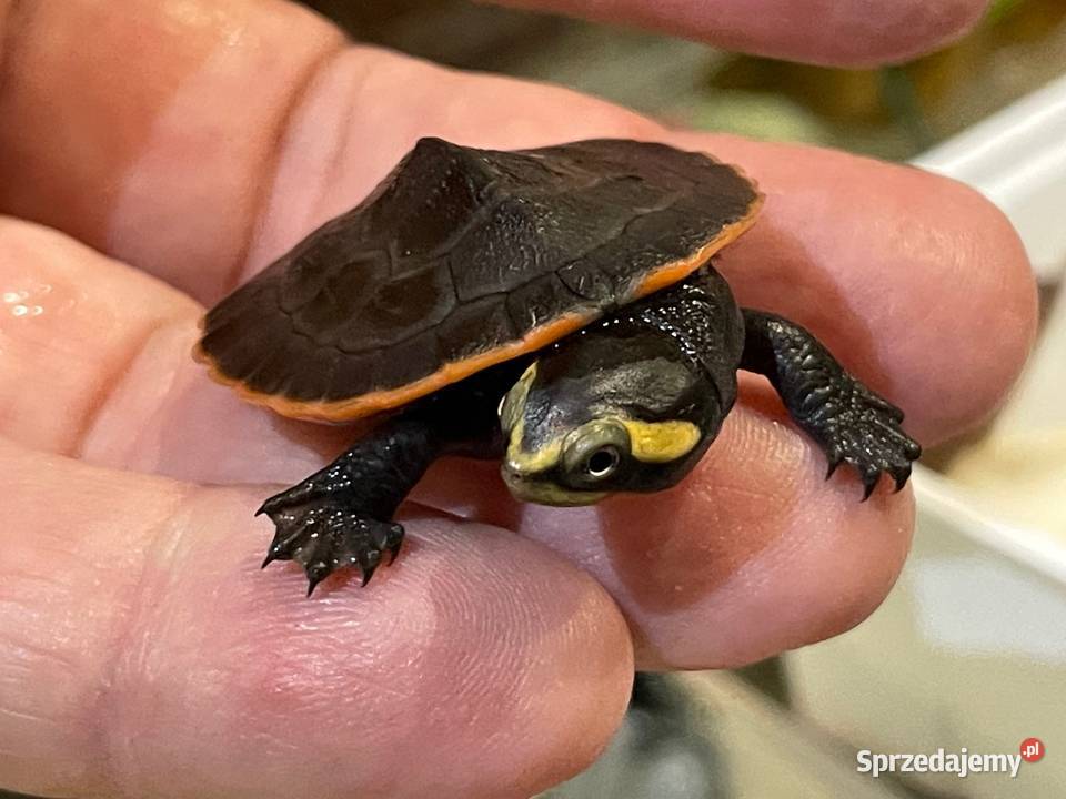 emydura czerwonobrzucha Emydura subglobosa