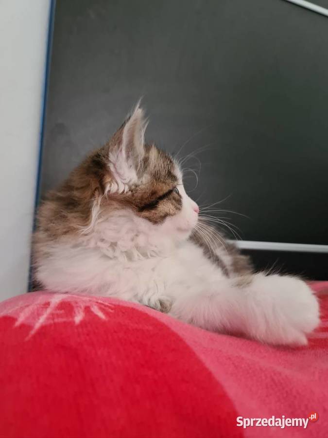 Maine Coon Zwierzęta