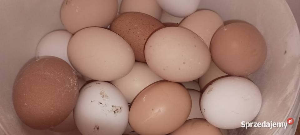Jajka wiejskie Ropa