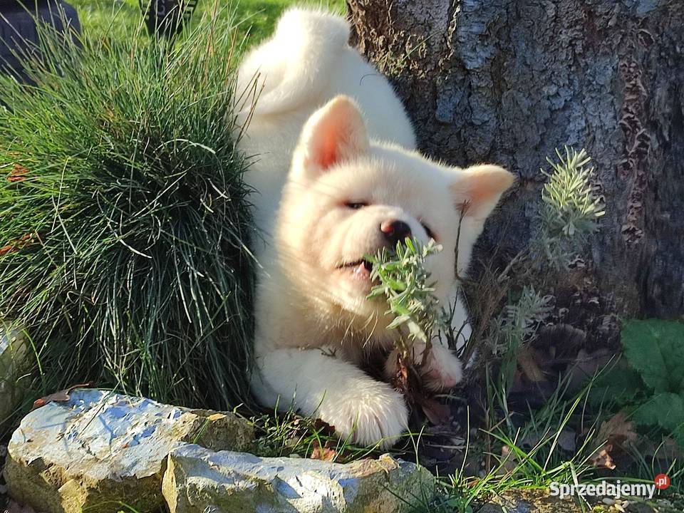 Akita Inu Japońska śliczne szczeniaki Rzeszów