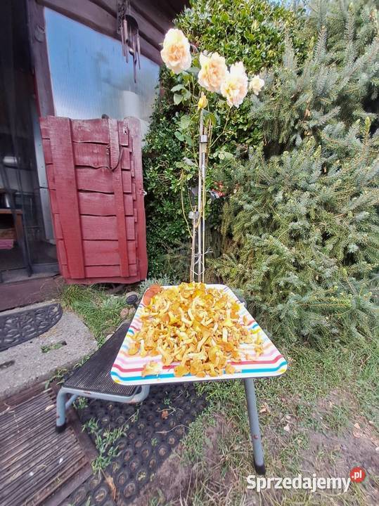przyczepa z przybudówką wielkopolskie Nądnia