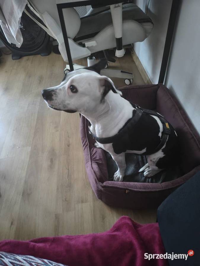 Suczka amstaff z rodowodem Jarocin