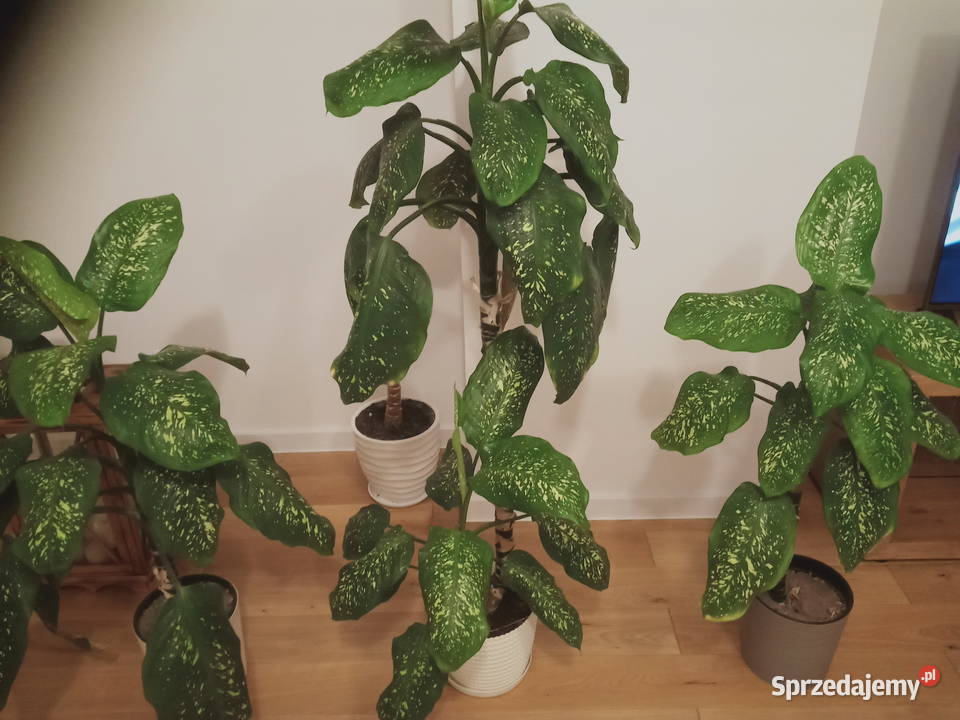 Kwiatek zielony Difenbachia