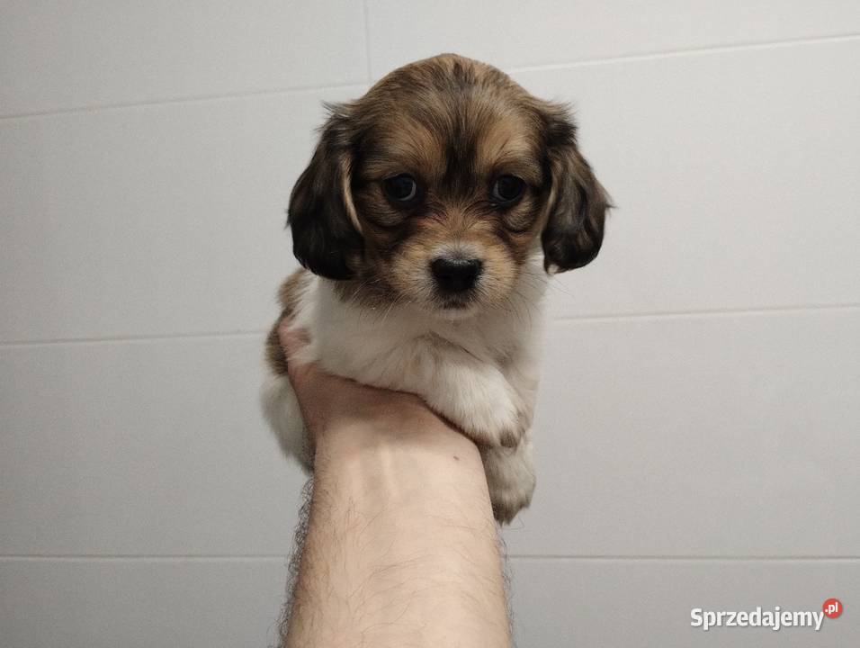Schweenie Jamnik Shihtzu Żychlin