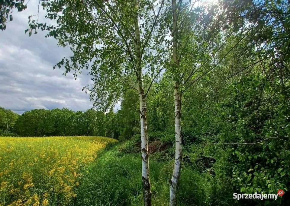 Działka górach dolnośląskie Pławna Dolna sprzedam