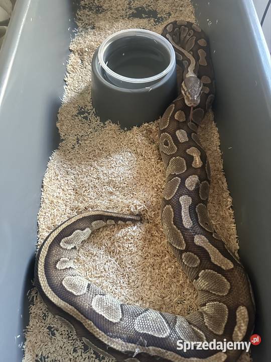 Wąż królewski dorosła samica Gdynia sprzedam