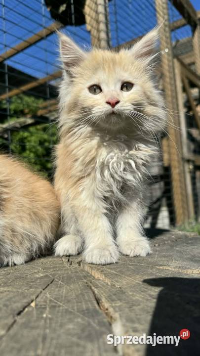 Maine Coon Kotka WCF 5 Pokoleniowy Rodowód świętokrzyskie