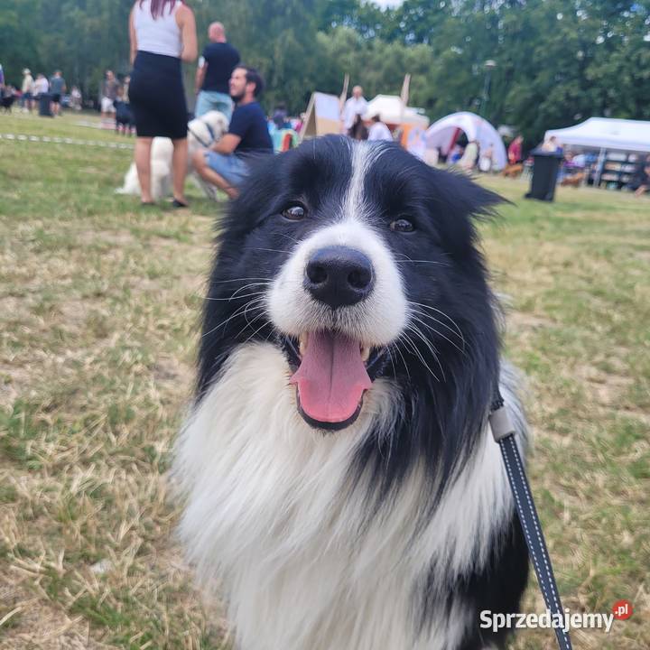 Reproduktor Border Collie FCI Katowice usługi dla zwierząt