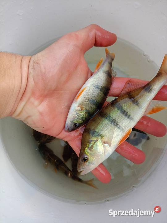 Narybek karp pełnołuski królewski okoń podkarpackie Rakszawa