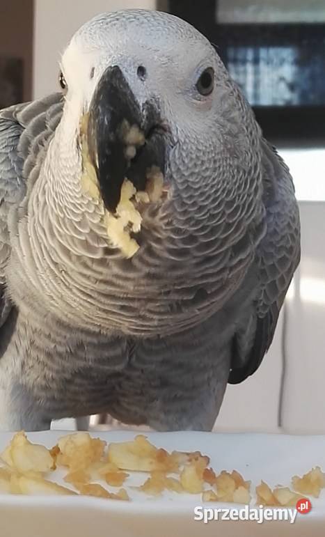 Sprzedam Żako kongijskie 3200 klatka LIMANOWA