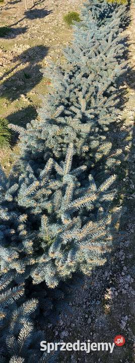 Świerk kłujący Glauka Globosa Średnica 100120 sprzedam