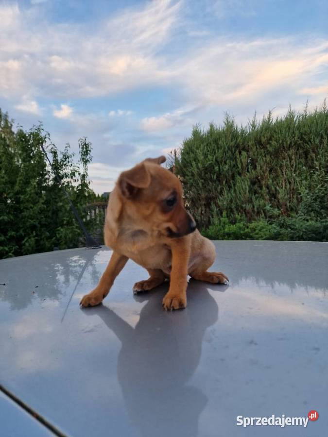 Pinczer miniaturowy XXS piesek ratlerek sarenka Myszyniec