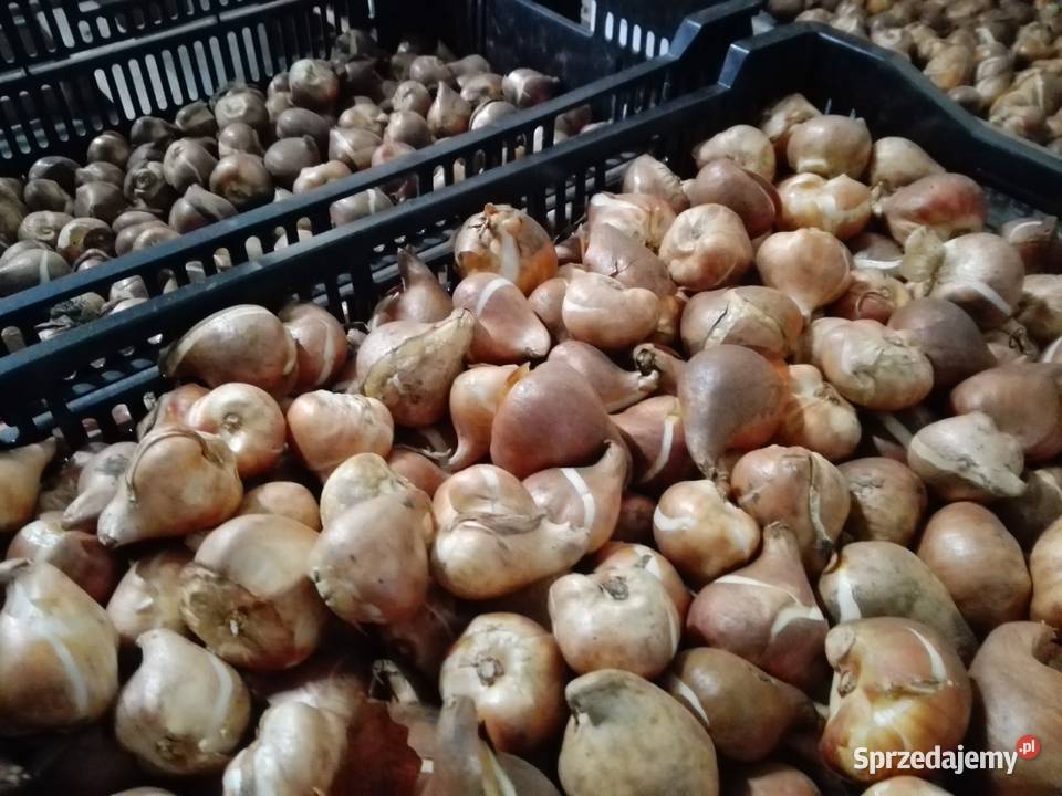 Cebulki Tulipany z Holandii Świetna jakość i Bielsko-Biała sprzedam