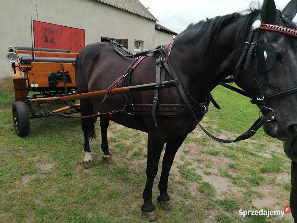 Sprzedam konia Ślesin sprzedam