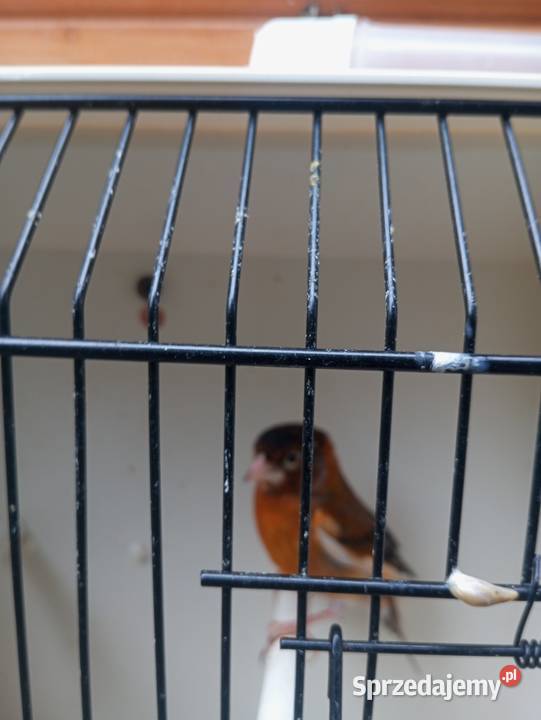 Sprzedam nierozłączki i bastardy Gródek nad Dunajcem