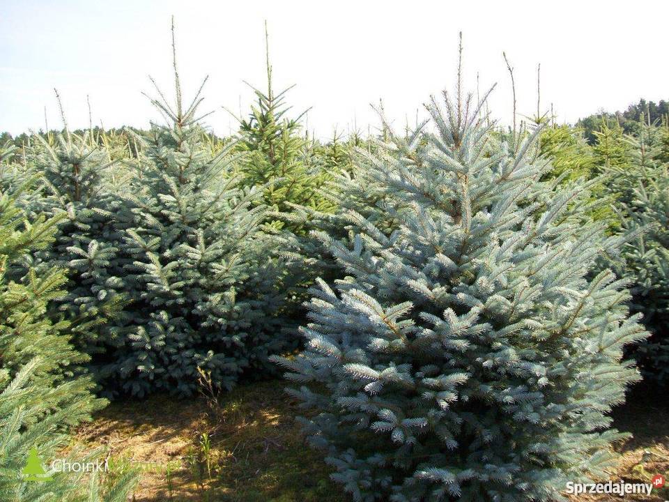 Hurt Choinki Cięte Świerk Srebrny 180230